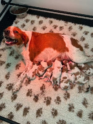 Les chiots de Epagneul Breton