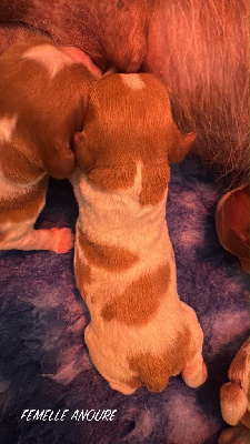 Les chiots de Epagneul Breton