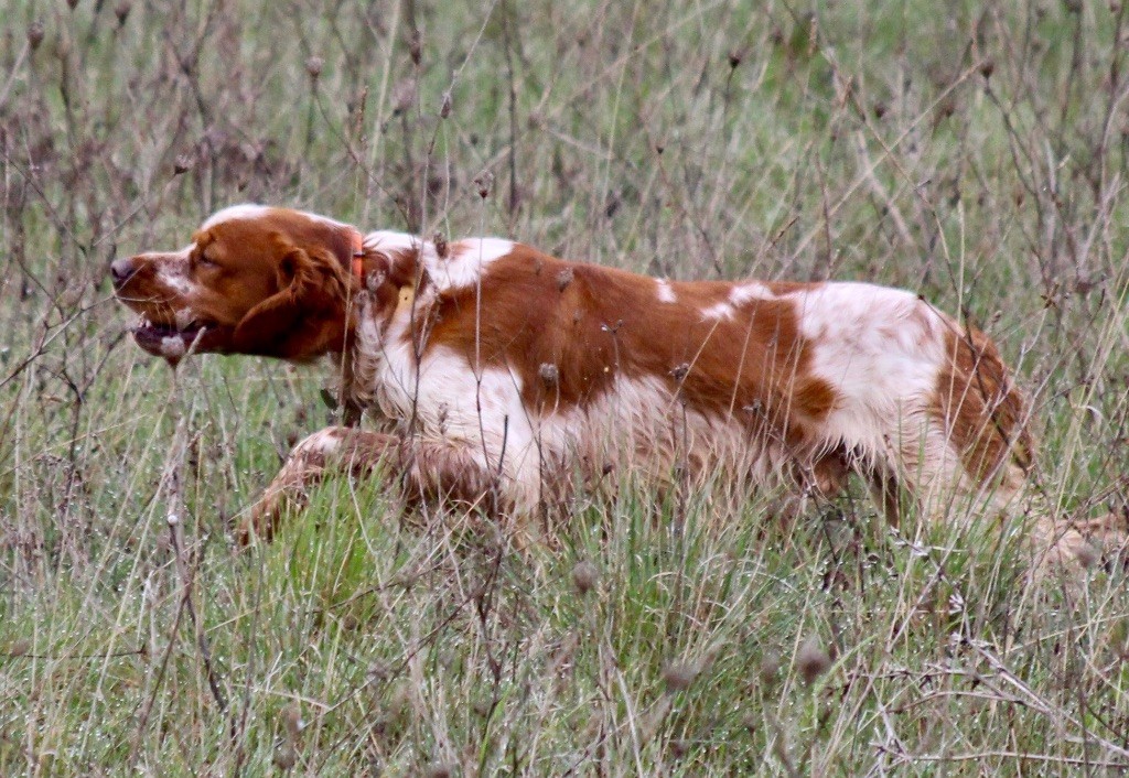 Norris (Sans Affixe) - GAGNANT