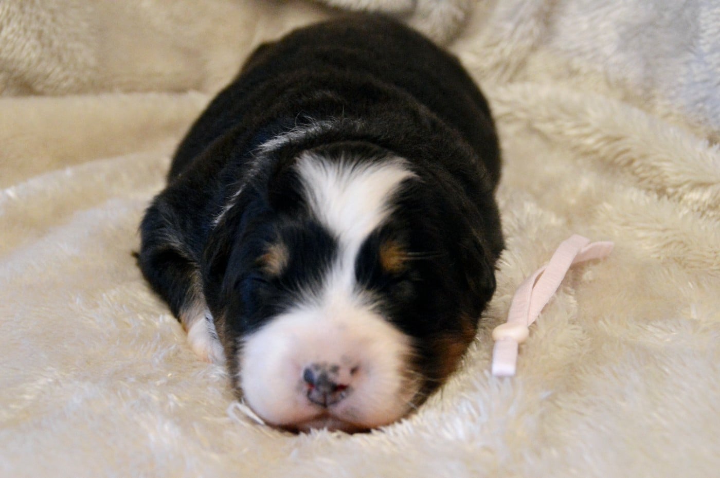 Femelle noir tricolore