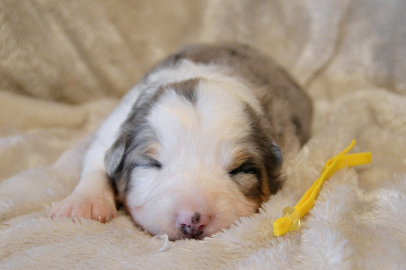 Femelle bleu merle collier jaune
