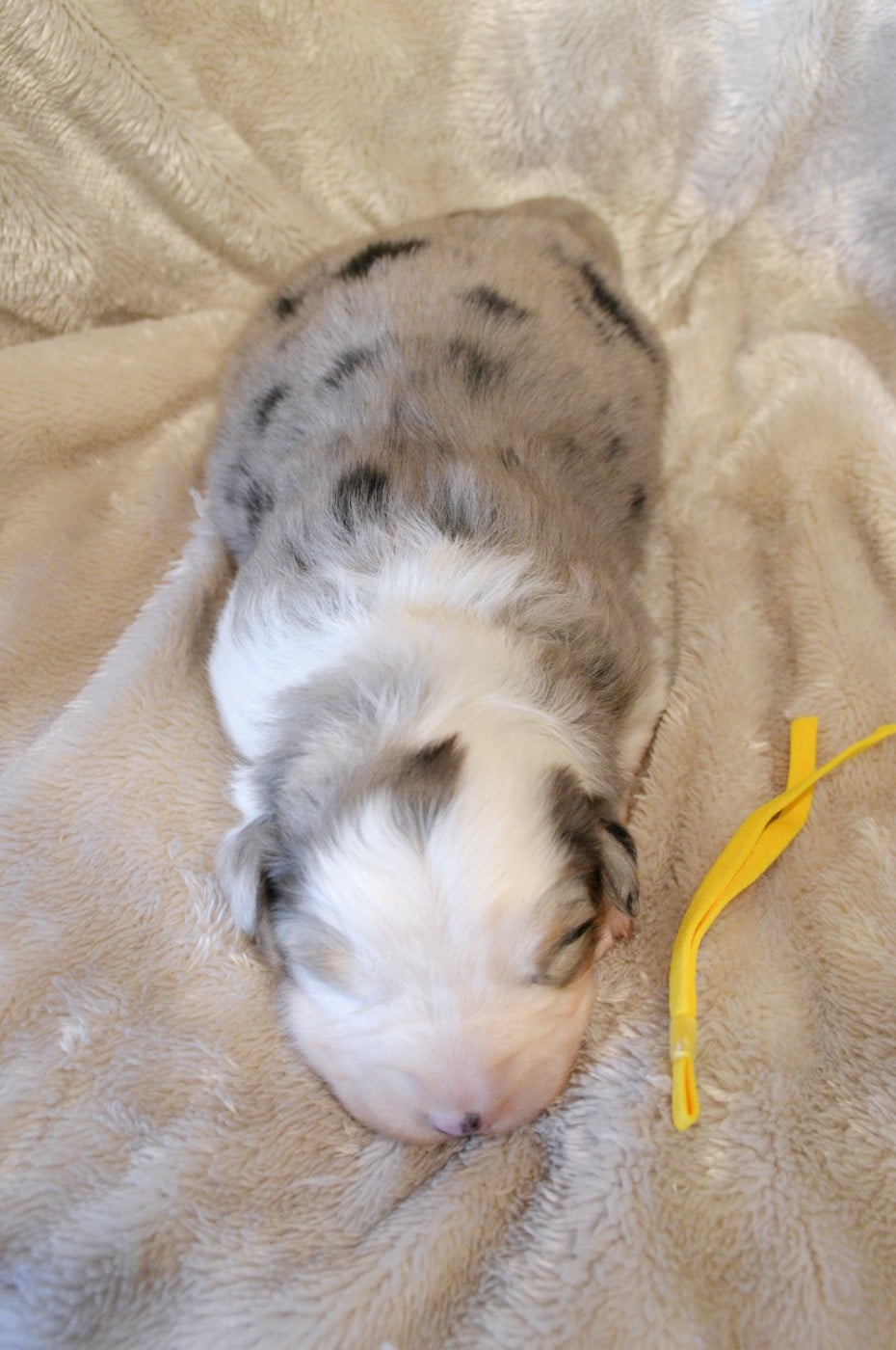 Femelle bleu merle collier jaune