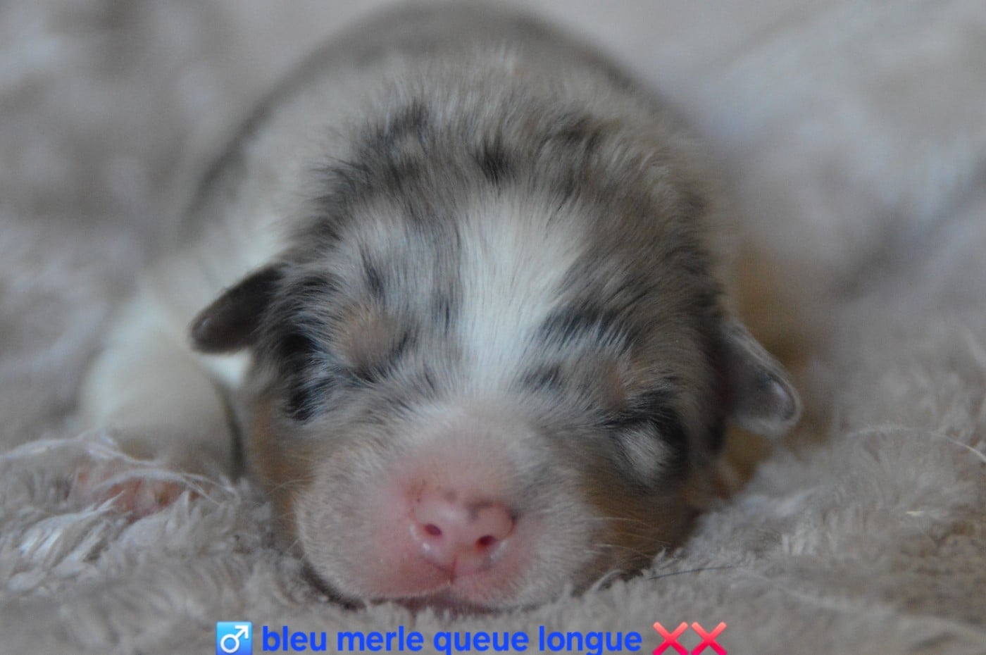Mâle bleu merle