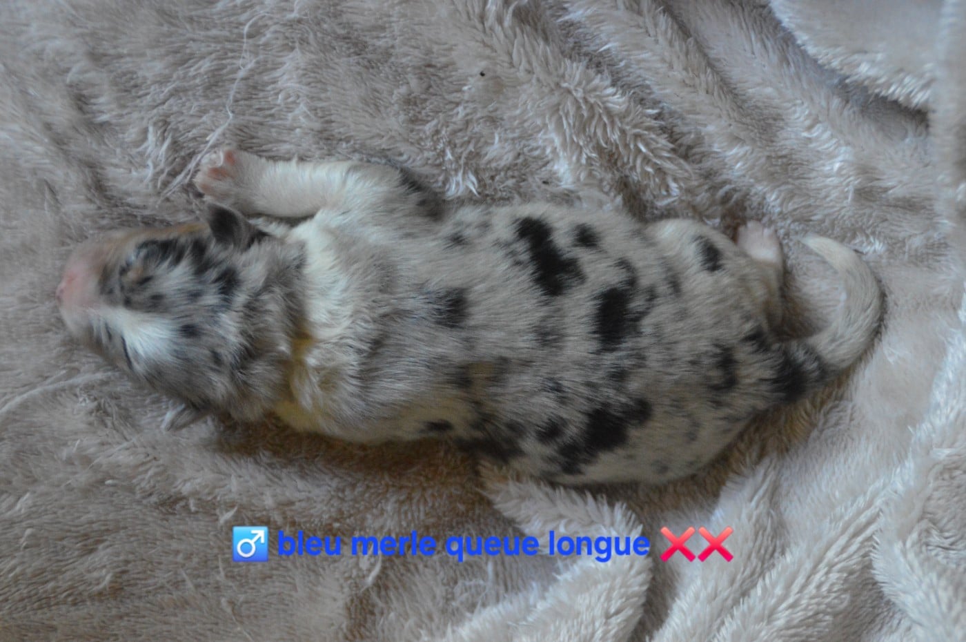 Mâle bleu merle