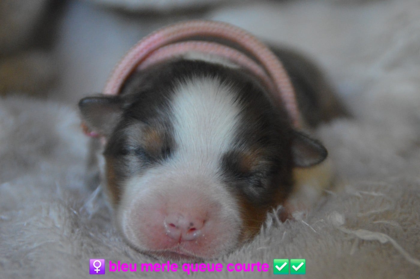 Femelle bleu merle collier rose