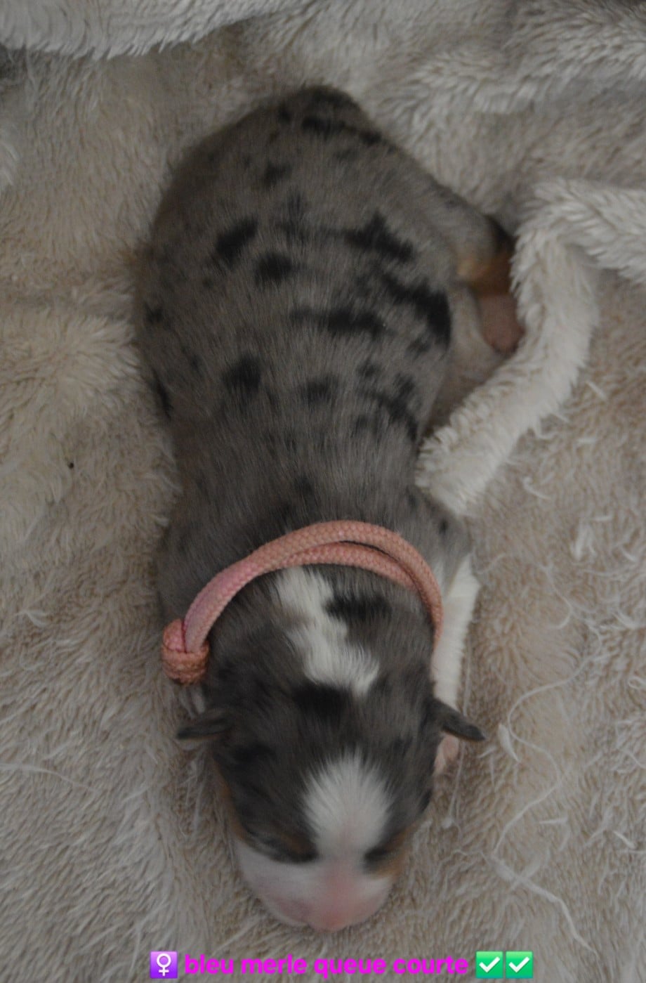 Femelle bleu merle collier rose