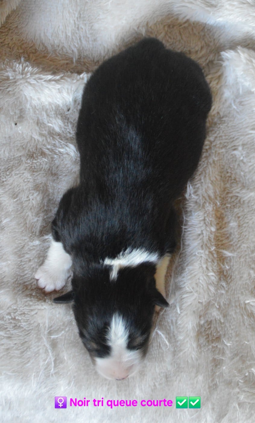 Femelle noir tri