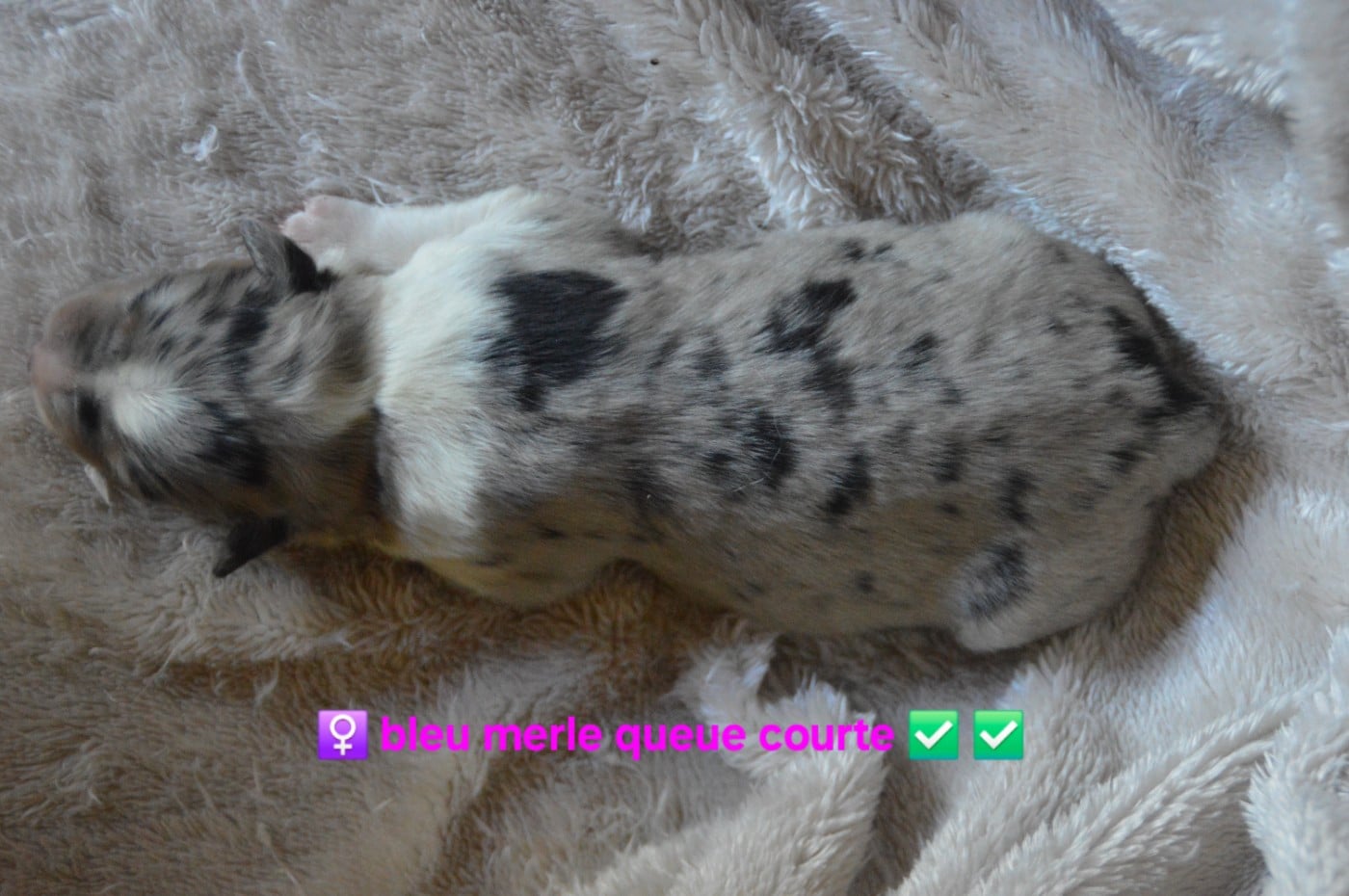 Chiot N°4