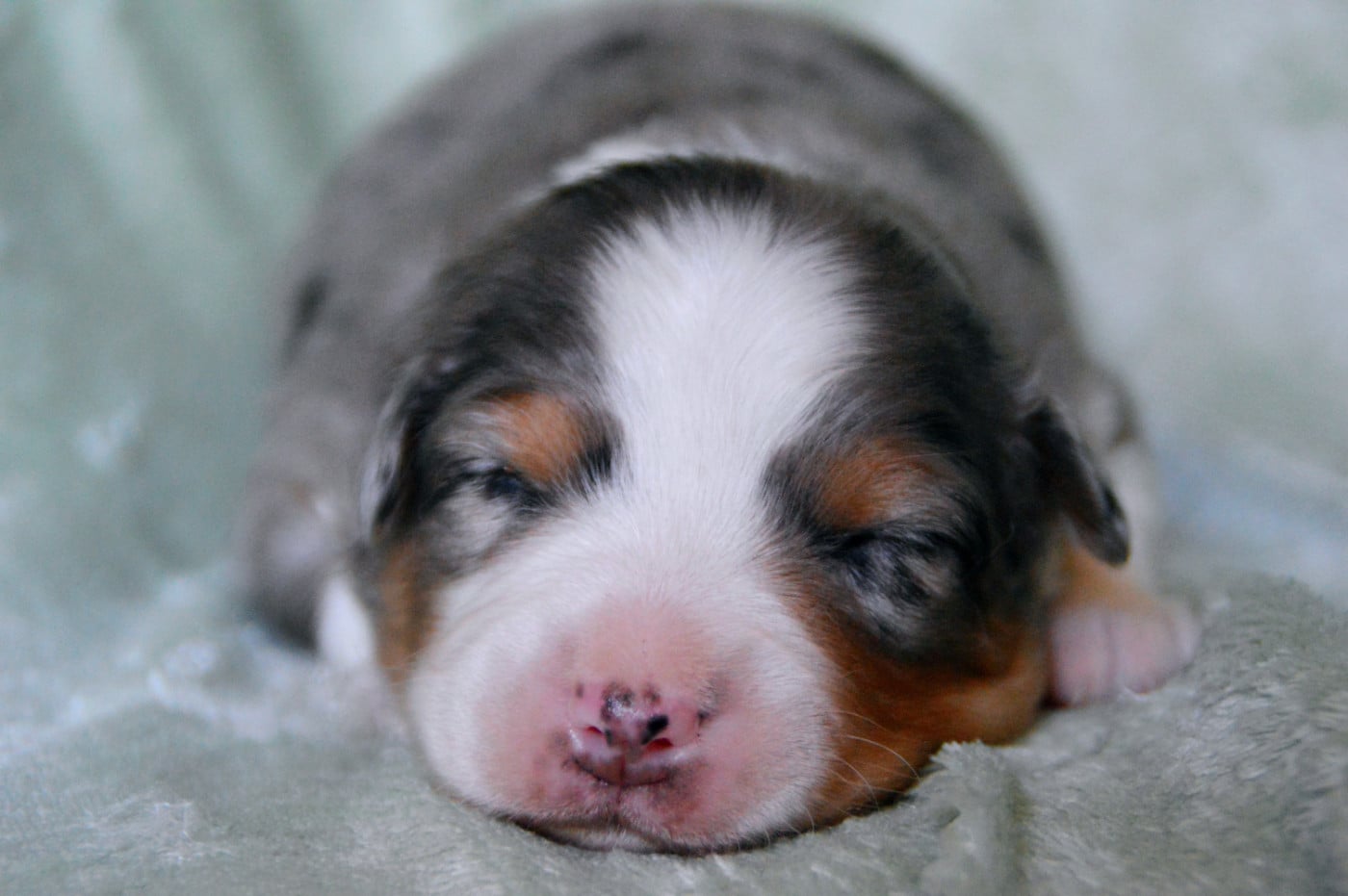Femelle bleu merle collier rose