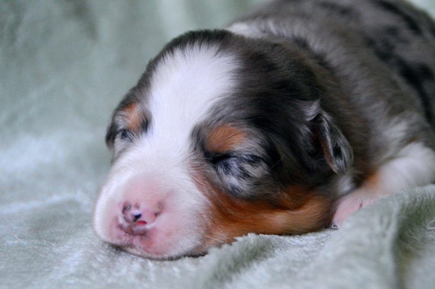 Femelle bleu merle collier rose