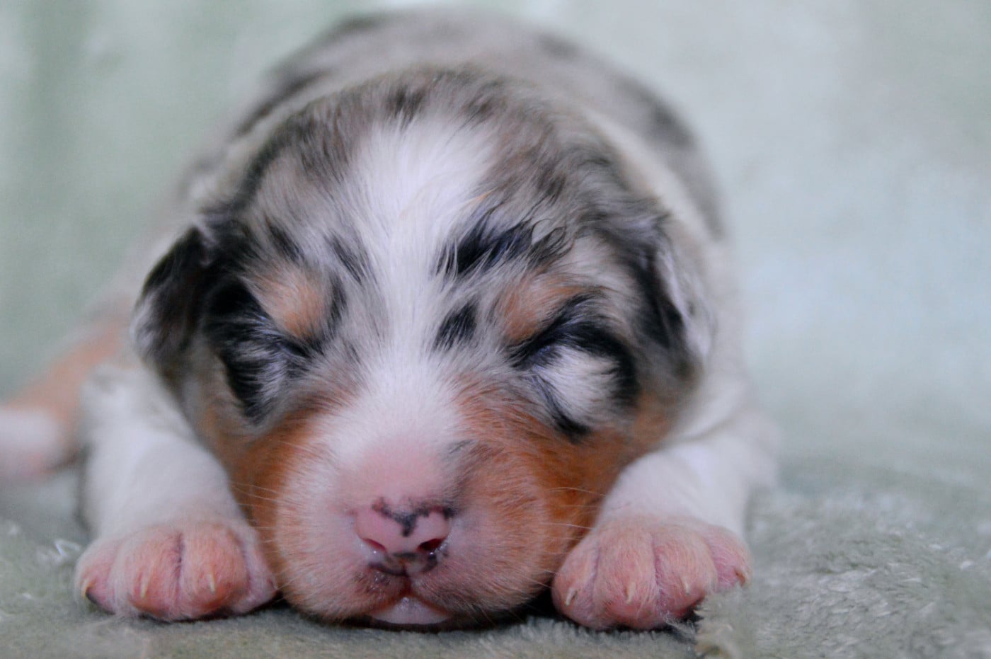 Mâle bleu merle
