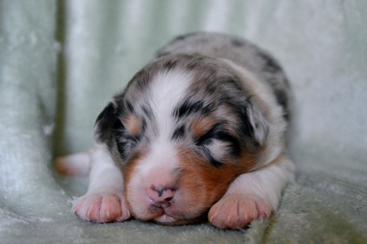 Mâle bleu merle
