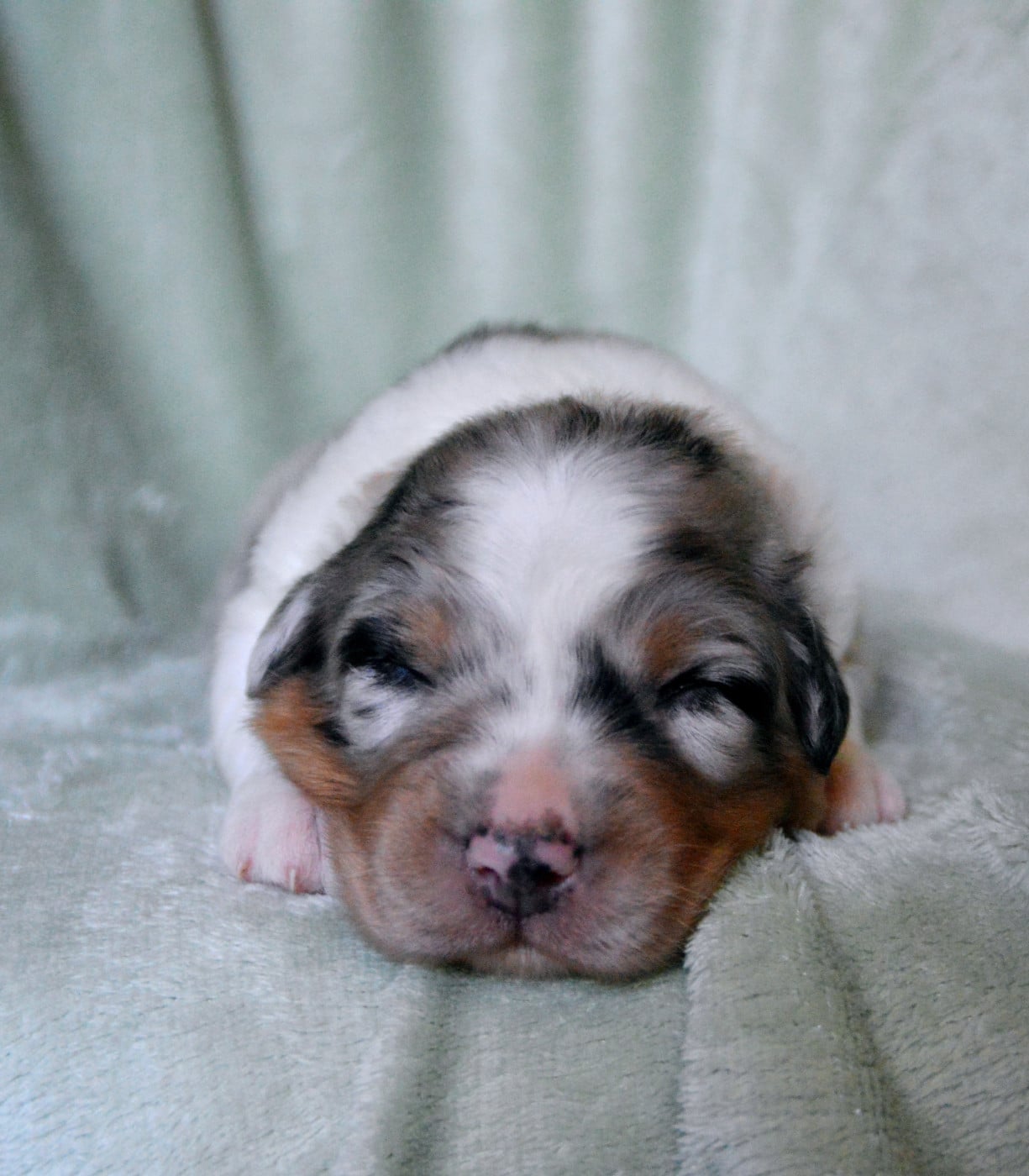 Chiot N°4