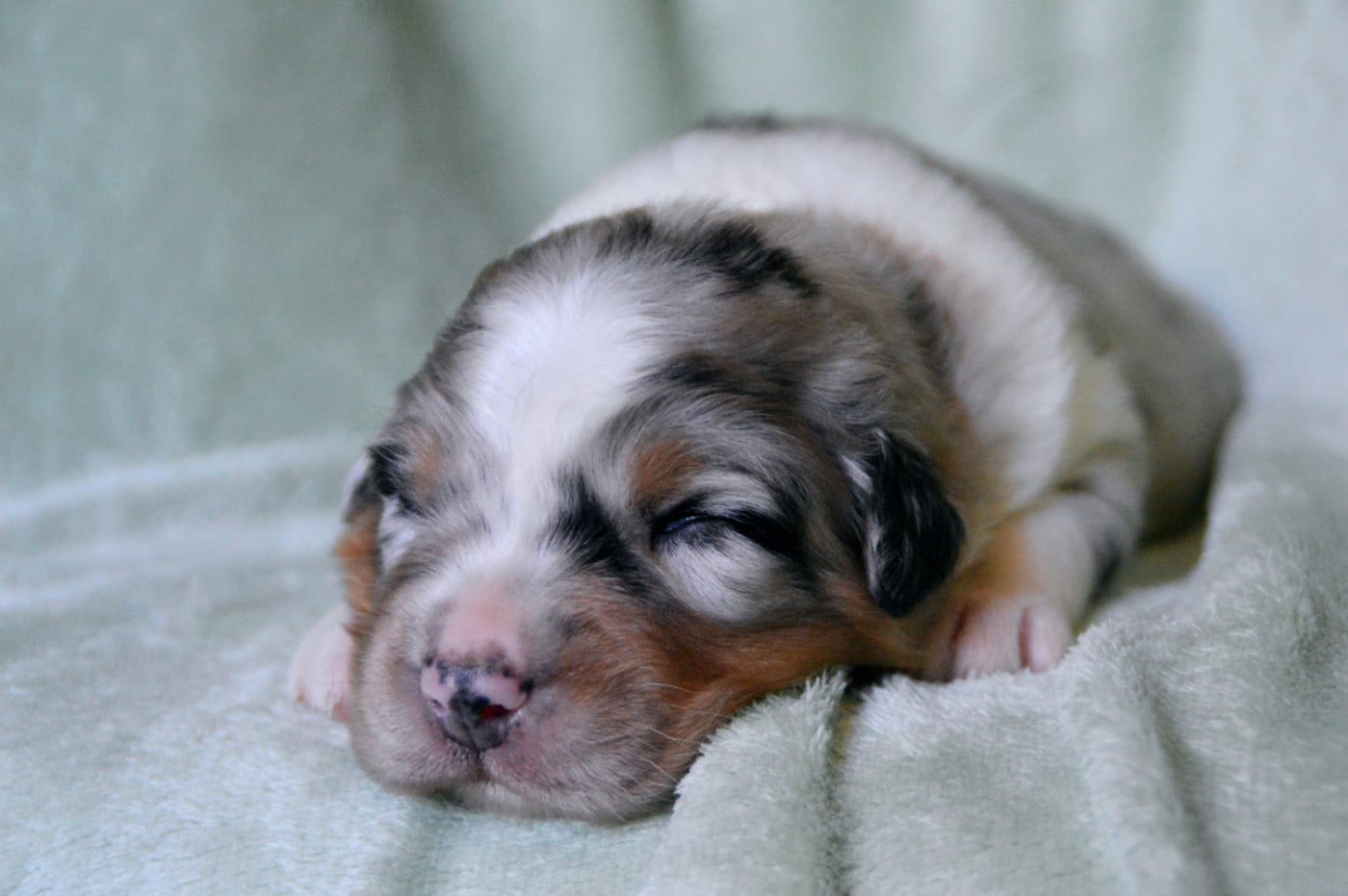 Chiot N°4