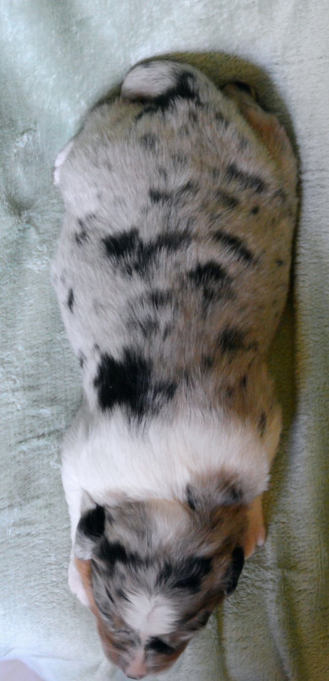 Chiot N°4