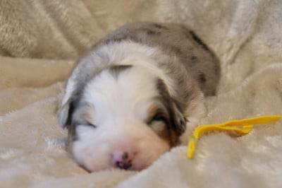 Les chiots de Berger Australien