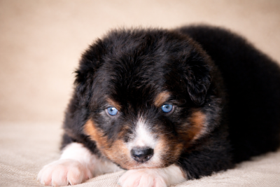 Les chiots de Berger Australien
