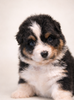 Les chiots de Berger Australien