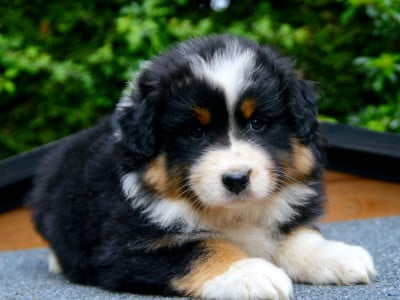 Les chiots de Berger Australien