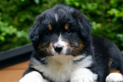 Les chiots de Berger Australien