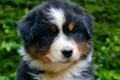 Les chiots de Berger Australien