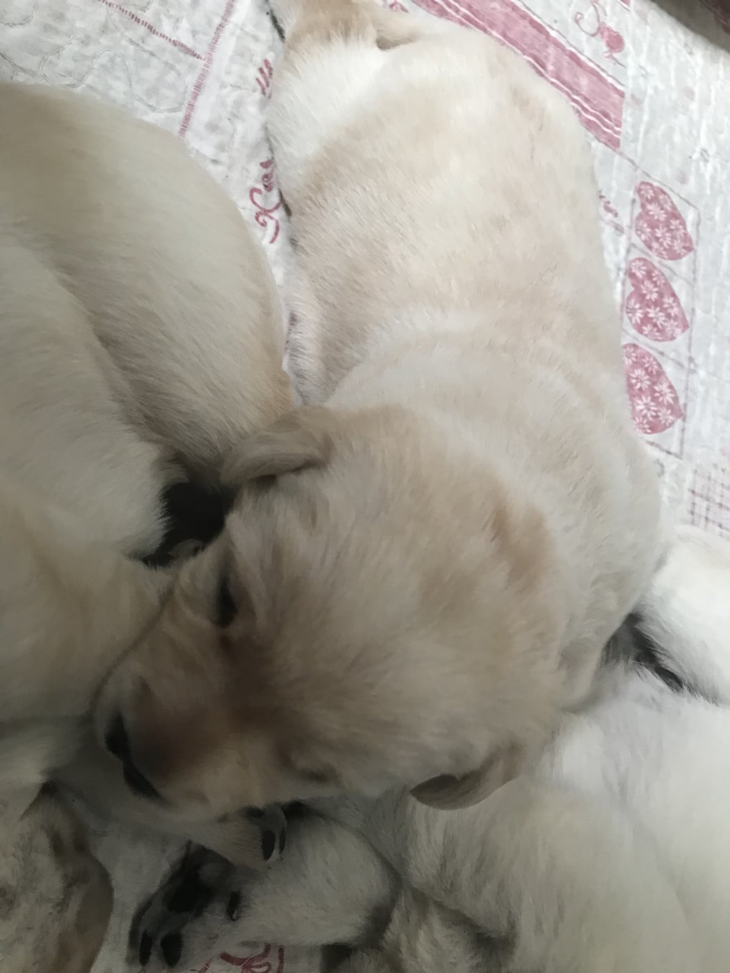 B - Labrador Retriever