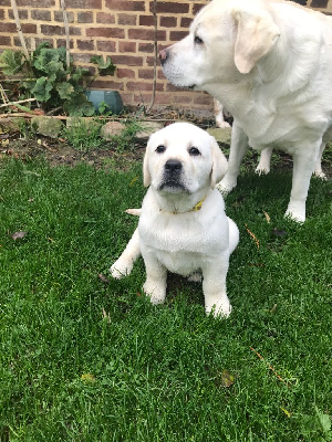 Les chiots de Labrador Retriever