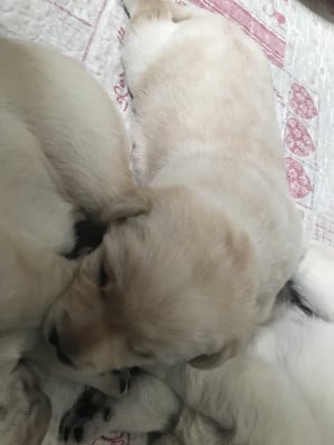 Les chiots de Labrador Retriever