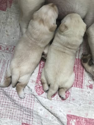Les chiots de Labrador Retriever