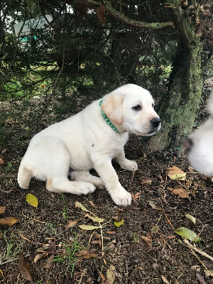 Les chiots de Labrador Retriever
