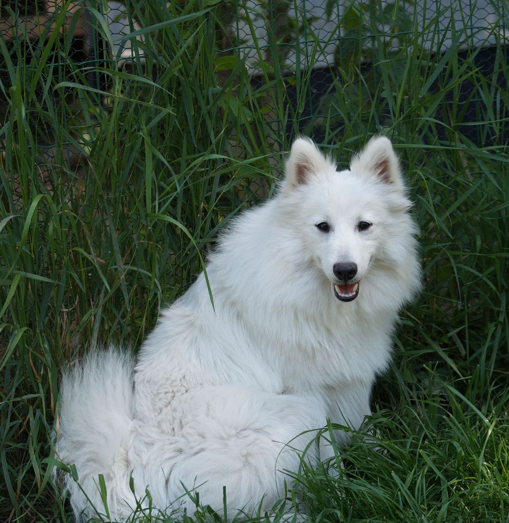 Publication : De La Colline D'Astraia