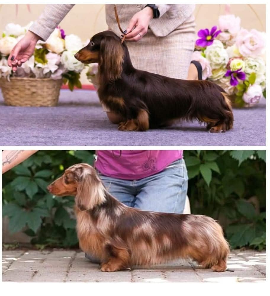 minidogland Teddy