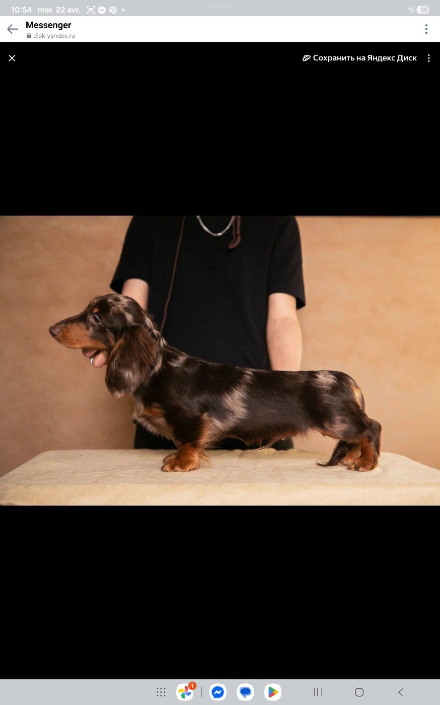minidogland Teddy
