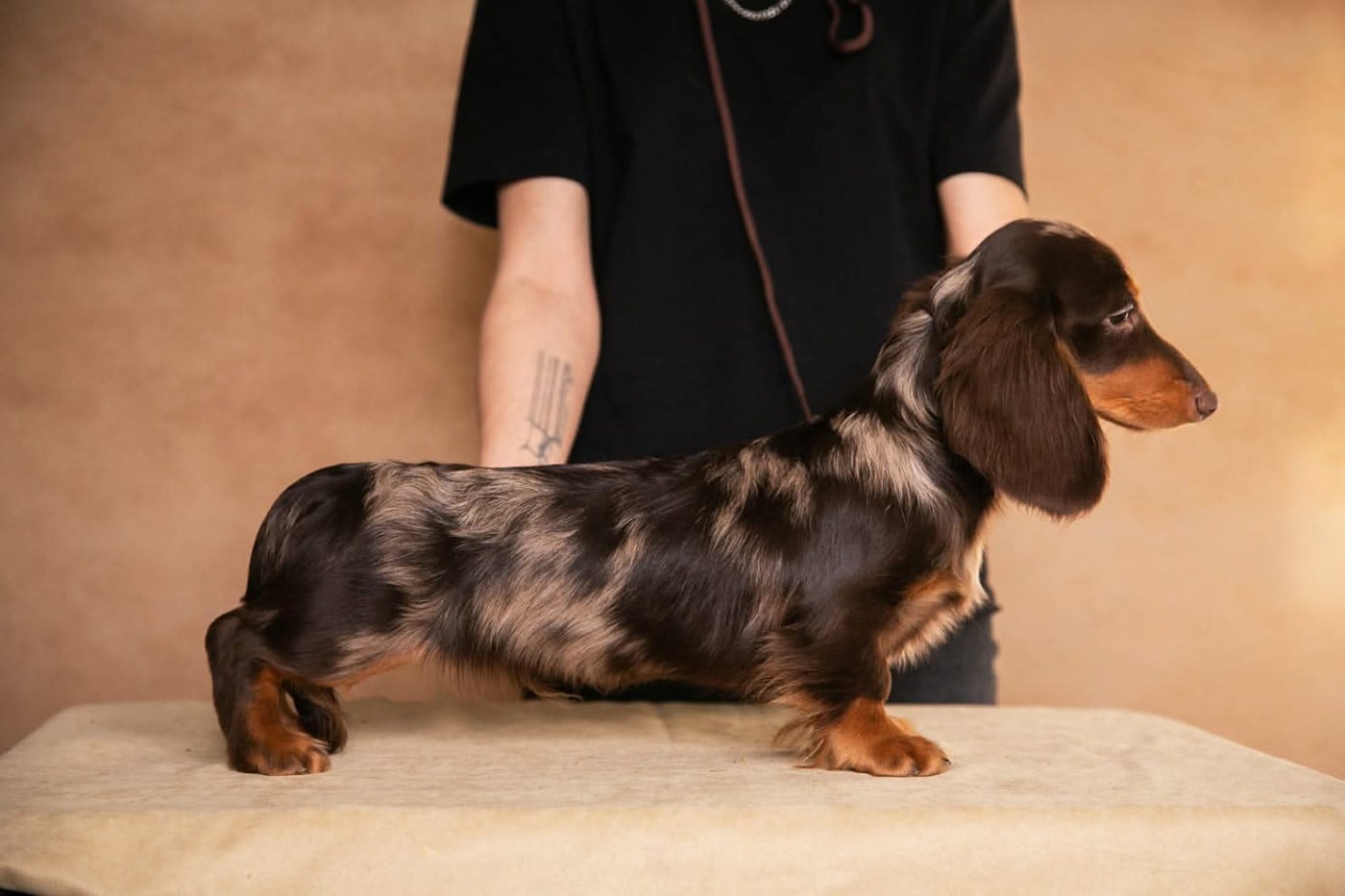 minidogland Teddy