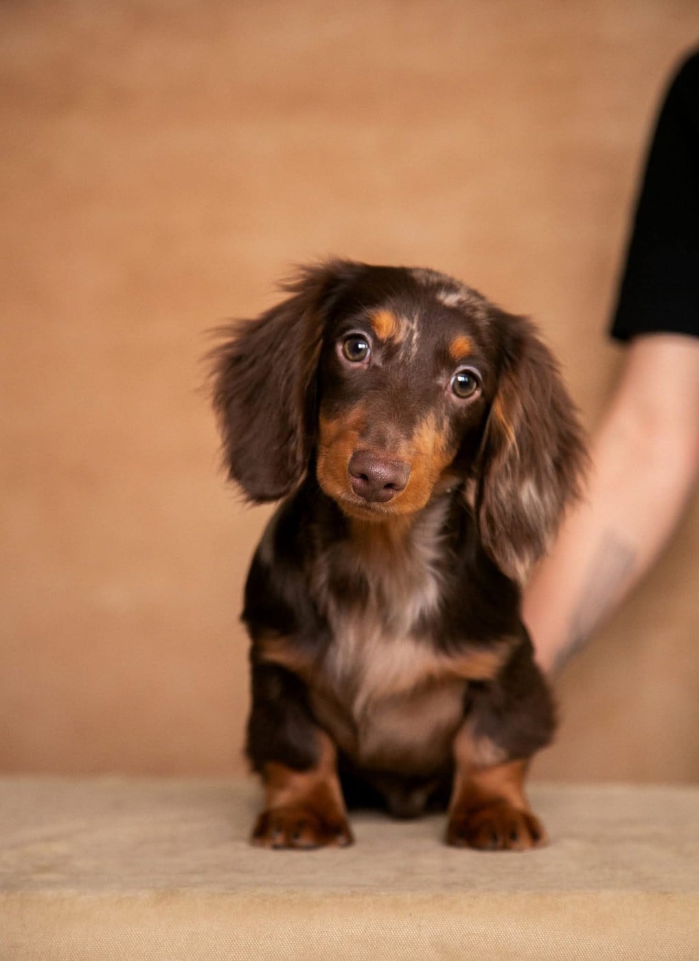 minidogland Teddy