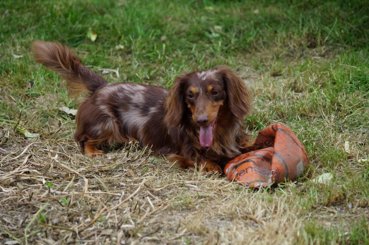 minidogland Teddy
