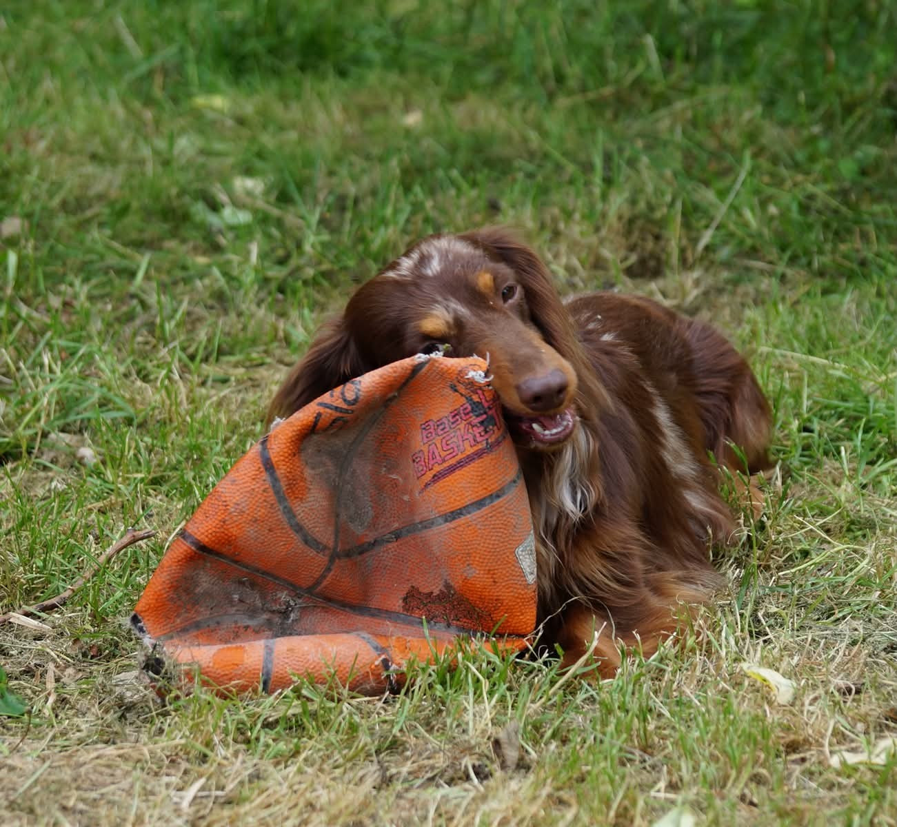 minidogland Teddy