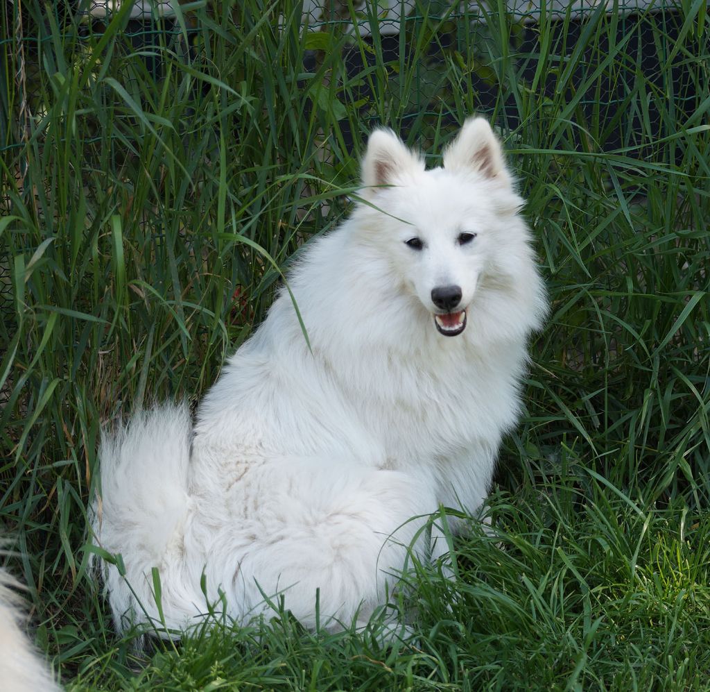 Publication : De La Colline D'Astraia