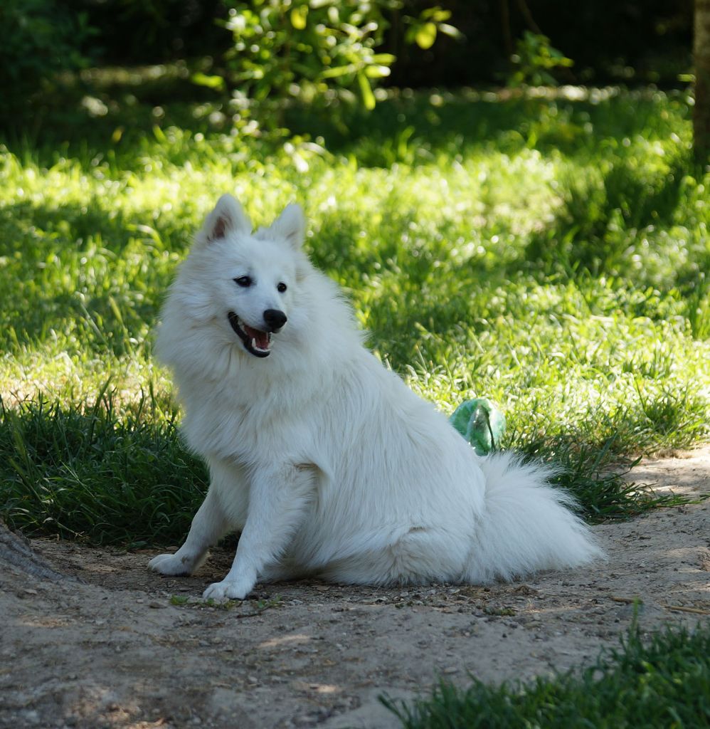 Publication : De La Colline D'Astraia