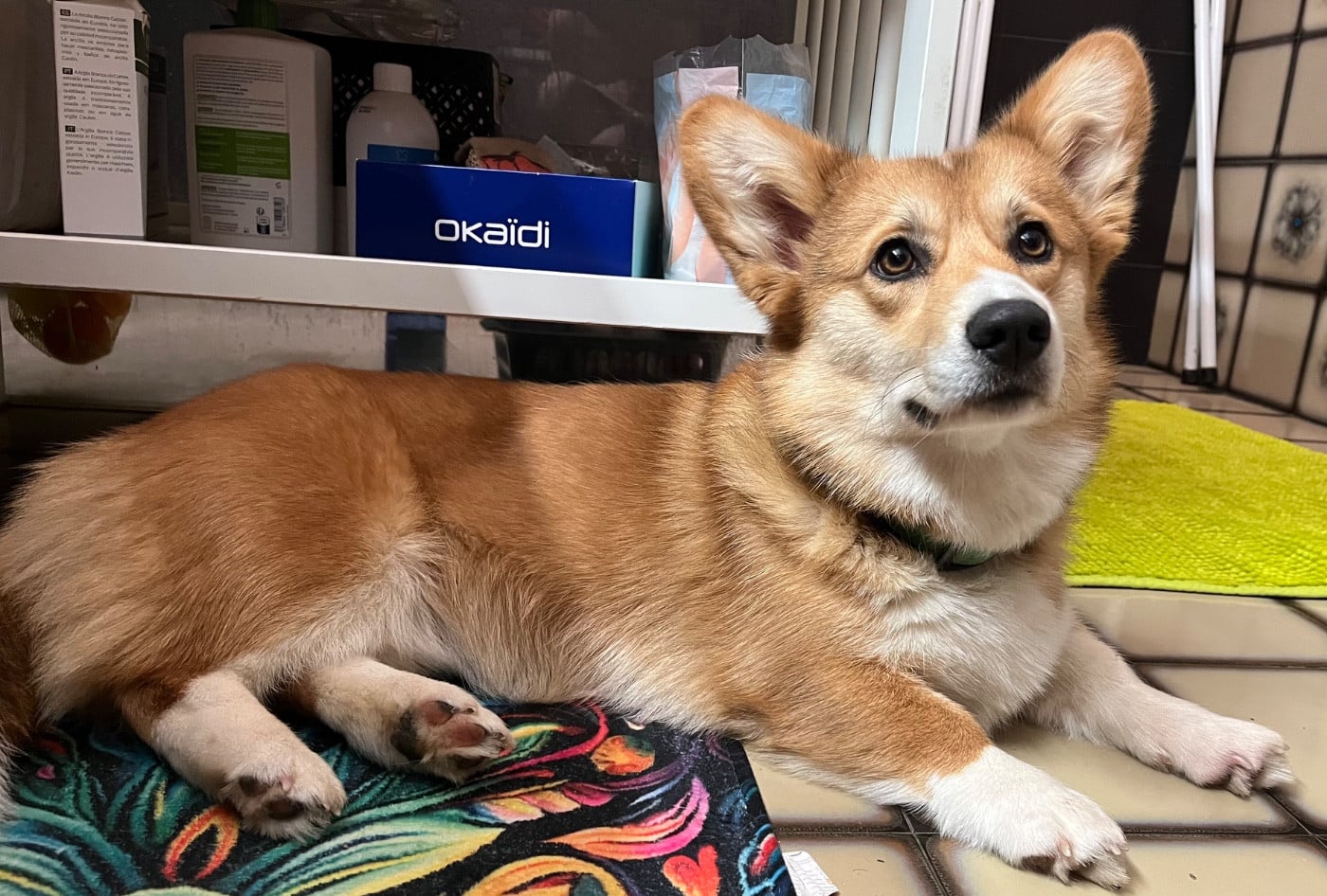 Publication : Du Loup De Fumseck