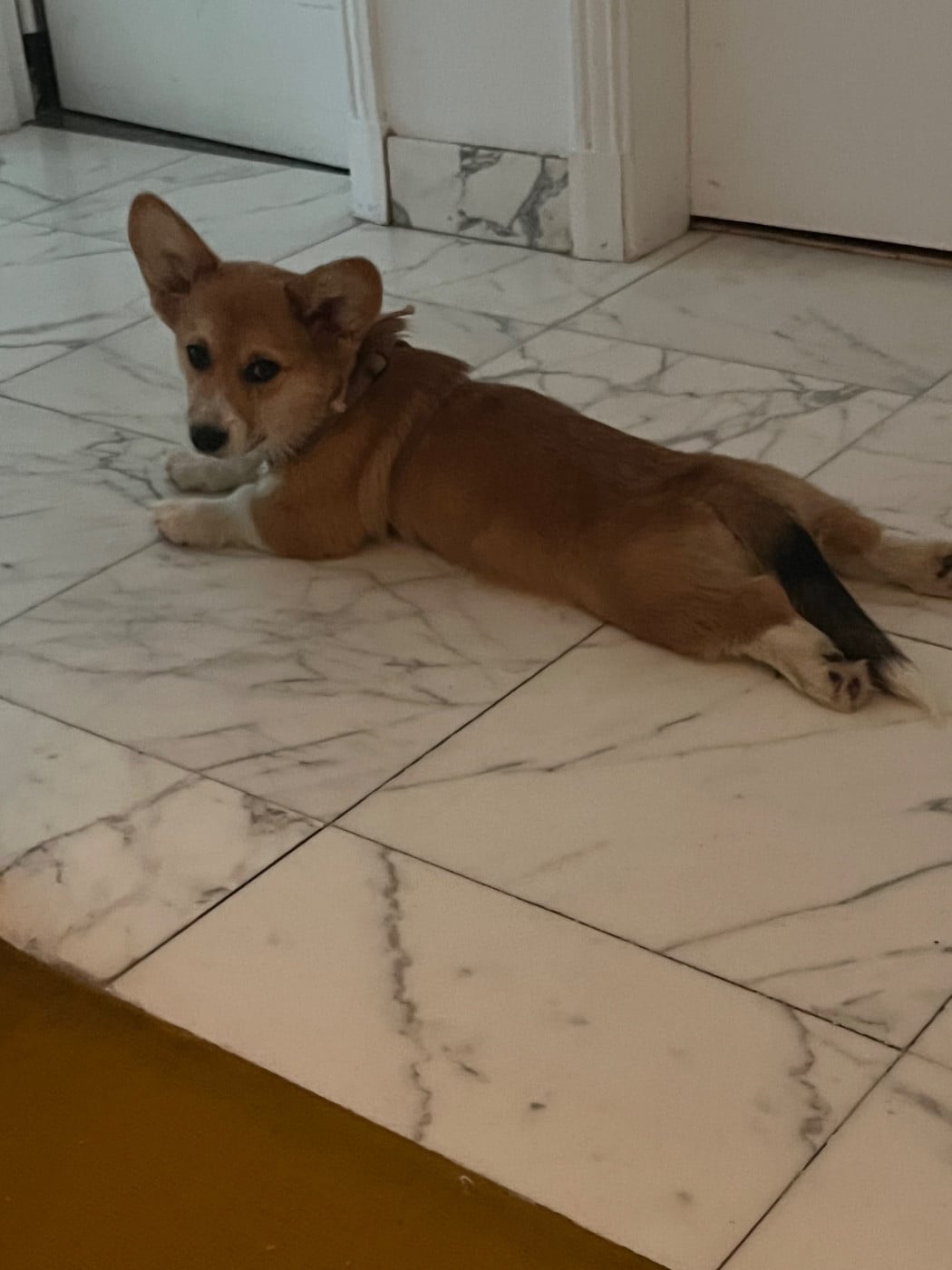 Publication : Du Loup De Fumseck