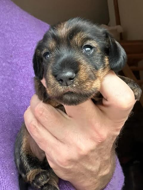 Teckel poil dur - Des Neiges Du Printemps