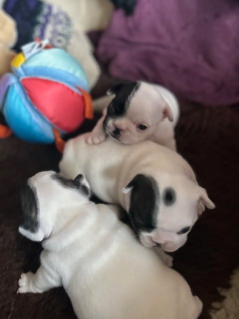 Bouledogue français - Des Neiges Du Printemps