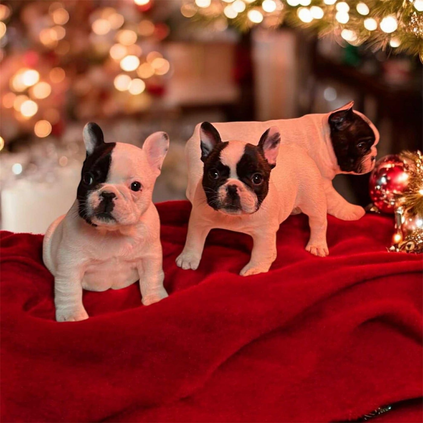 Bouledogue français - Des Neiges Du Printemps