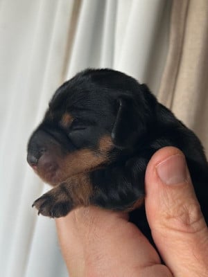 Les chiots de Teckel poil dur