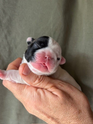 Les chiots de Bouledogue français