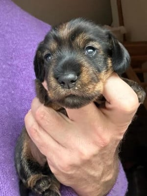 Les chiots de Teckel poil dur