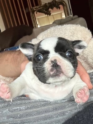 Les chiots de Bouledogue français