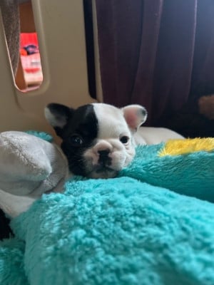 Les chiots de Bouledogue français