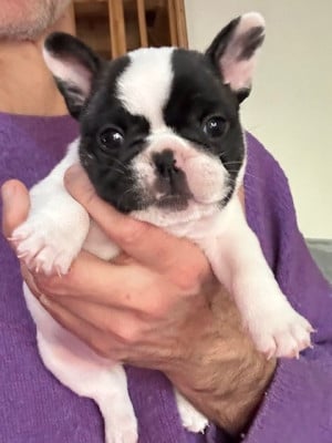 Les chiots de Bouledogue français